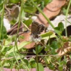 Neolucia agricola (Fringed Heath-blue) at Cotter River, ACT - 4 Dec 2018 by Christine