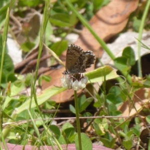 Neolucia agricola at Cotter River, ACT - 4 Dec 2018