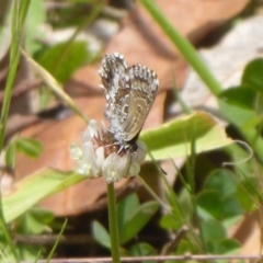 Neolucia agricola at Cotter River, ACT - 4 Dec 2018