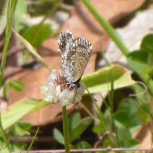 Neolucia agricola at Cotter River, ACT - 4 Dec 2018