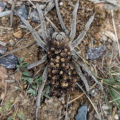 Lycosidae (family) (Unidentified wolf spider) at Hackett, ACT - 4 Dec 2018 by ErinClaire