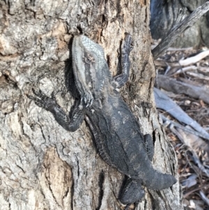 Pogona barbata at Hackett, ACT - suppressed