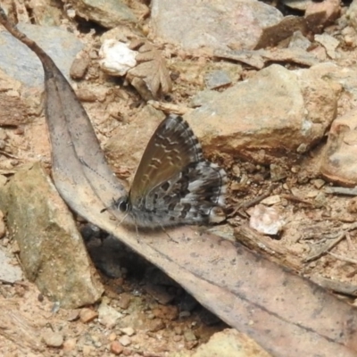 Neolucia agricola (Fringed Heath-blue) at Lower Cotter Catchment - 4 Dec 2018 by ArcherCallaway