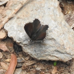 Neolucia agricola at Cotter River, ACT - 4 Dec 2018 12:57 PM