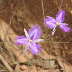 Thysanotus tuberosus subsp. tuberosus (Common Fringe-lily) at Cotter River, ACT - 4 Dec 2018 by RyuCallaway