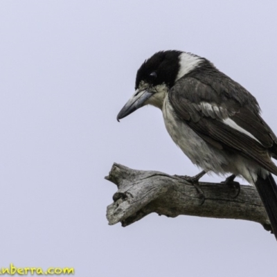 Cracticus torquatus (Grey Butcherbird) at Hughes, ACT - 29 Nov 2018 by BIrdsinCanberra