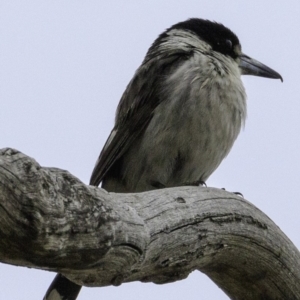 Cracticus torquatus at Hughes, ACT - 30 Nov 2018 07:09 AM