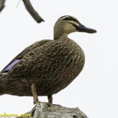 Anas superciliosa (Pacific Black Duck) at Hughes, ACT - 30 Nov 2018 by JonSteinbeck