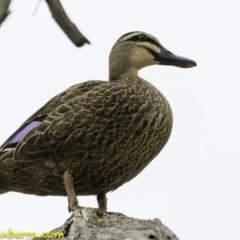 Anas superciliosa (Pacific Black Duck) at Hughes, ACT - 30 Nov 2018 by BIrdsinCanberra