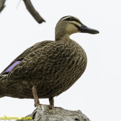Anas superciliosa (Pacific Black Duck) at Hughes Grassy Woodland - 29 Nov 2018 by BIrdsinCanberra