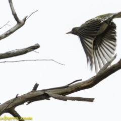 Oriolus sagittatus (Olive-backed Oriole) at Deakin, ACT - 29 Nov 2018 by BIrdsinCanberra