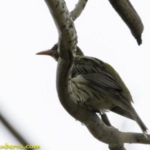 Oriolus sagittatus at Deakin, ACT - 30 Nov 2018 07:29 AM