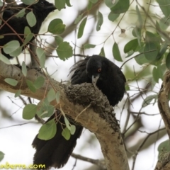 Corcorax melanorhamphos (White-winged Chough) at Red Hill Nature Reserve - 29 Nov 2018 by BIrdsinCanberra