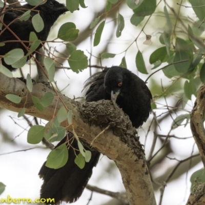 Corcorax melanorhamphos (White-winged Chough) at Red Hill Nature Reserve - 29 Nov 2018 by BIrdsinCanberra