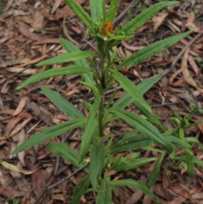 Xerochrysum bracteatum (Golden Everlasting) at Rossi, NSW - 2 Dec 2018 by MaartjeSevenster