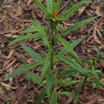 Xerochrysum bracteatum (Golden Everlasting) at QPRC LGA - 2 Dec 2018 by MaartjeSevenster