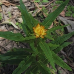 Xerochrysum bracteatum at Rossi, NSW - 2 Dec 2018