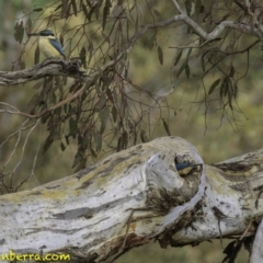 Todiramphus sanctus (Sacred Kingfisher) at Deakin, ACT - 29 Nov 2018 by BIrdsinCanberra