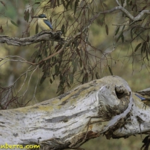 Todiramphus sanctus at Deakin, ACT - 30 Nov 2018