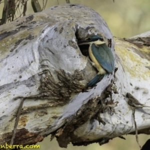 Todiramphus sanctus at Deakin, ACT - 30 Nov 2018