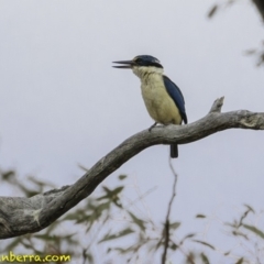 Todiramphus sanctus at Deakin, ACT - 30 Nov 2018