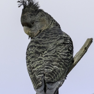 Callocephalon fimbriatum (Gang-gang Cockatoo) at Deakin, ACT - 30 Nov 2018 by JonSteinbeck