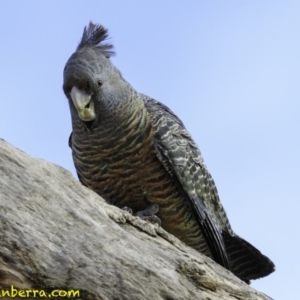 Callocephalon fimbriatum at Deakin, ACT - 30 Nov 2018