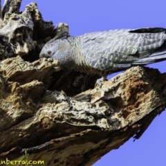Callocephalon fimbriatum at Deakin, ACT - suppressed