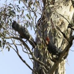 Callocephalon fimbriatum at Deakin, ACT - 30 Nov 2018