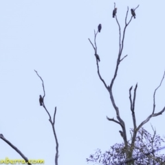 Callocephalon fimbriatum (Gang-gang Cockatoo) at Deakin, ACT - 30 Nov 2018 by JonSteinbeck