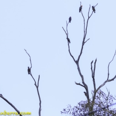 Callocephalon fimbriatum (Gang-gang Cockatoo) at Deakin, ACT - 30 Nov 2018 by JonSteinbeck