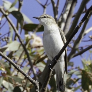 Lalage tricolor at Deakin, ACT - 30 Nov 2018 08:35 AM