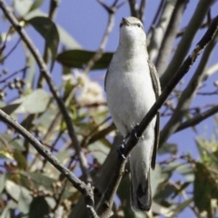 Lalage tricolor at Deakin, ACT - 30 Nov 2018 08:35 AM