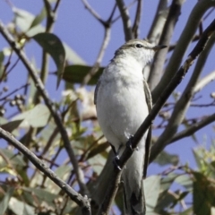 Lalage tricolor at Deakin, ACT - 30 Nov 2018