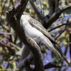 Lalage tricolor at Deakin, ACT - 30 Nov 2018 08:35 AM