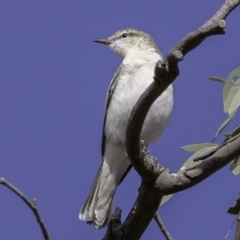 Lalage tricolor at Deakin, ACT - 30 Nov 2018 08:35 AM