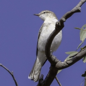 Lalage tricolor at Deakin, ACT - 30 Nov 2018 08:35 AM