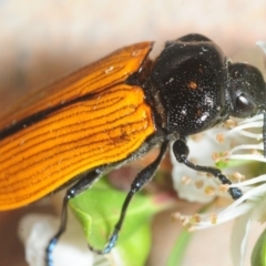 Castiarina rufipennis (Jewel beetle) at Hackett, ACT - 2 Dec 2018 by Harrisi