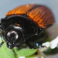 Castiarina rufipennis at Hackett, ACT - 2 Dec 2018 08:03 PM