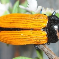 Castiarina rufipennis at Hackett, ACT - 2 Dec 2018 08:03 PM