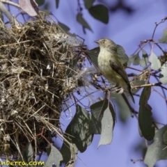 Smicrornis brevirostris (Weebill) at Deakin, ACT - 30 Nov 2018 by BIrdsinCanberra