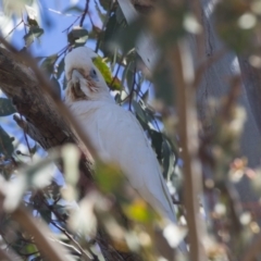 Cacatua sanguinea (Little Corella) at Higgins, ACT - 4 Dec 2018 by Alison Milton