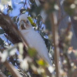 Cacatua sanguinea at Higgins, ACT - 4 Dec 2018 09:11 AM