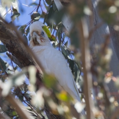 Cacatua sanguinea (Little Corella) at Higgins, ACT - 3 Dec 2018 by Alison Milton