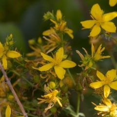 Hypericum perforatum (St John's Wort) at Lake Burley Griffin West - 5 Dec 2018 by AlisonMilton