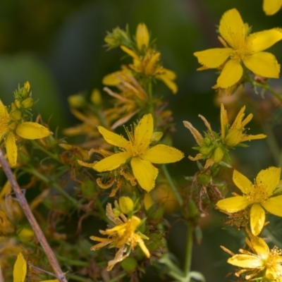 Hypericum perforatum (St John's Wort) at Mount Ainslie to Black Mountain - 5 Dec 2018 by AlisonMilton