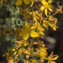 Hypericum perforatum at Acton, ACT - 5 Dec 2018