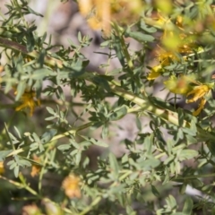 Hypericum perforatum at Acton, ACT - 5 Dec 2018