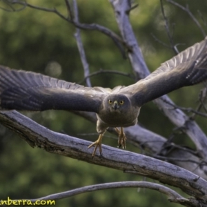 Accipiter fasciatus at Deakin, ACT - 30 Nov 2018