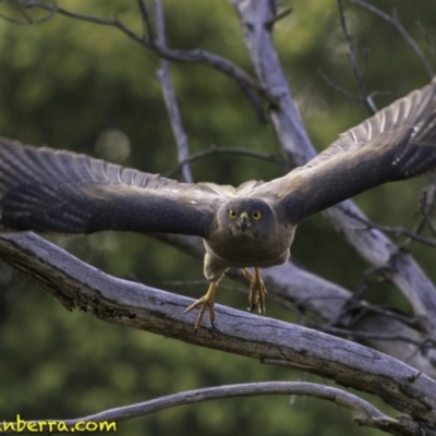 Tachyspiza fasciata (Brown Goshawk) at Deakin, ACT - 30 Nov 2018 by BIrdsinCanberra